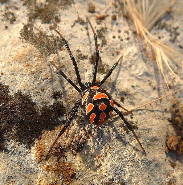 Mediterranean and Europe Black Widow