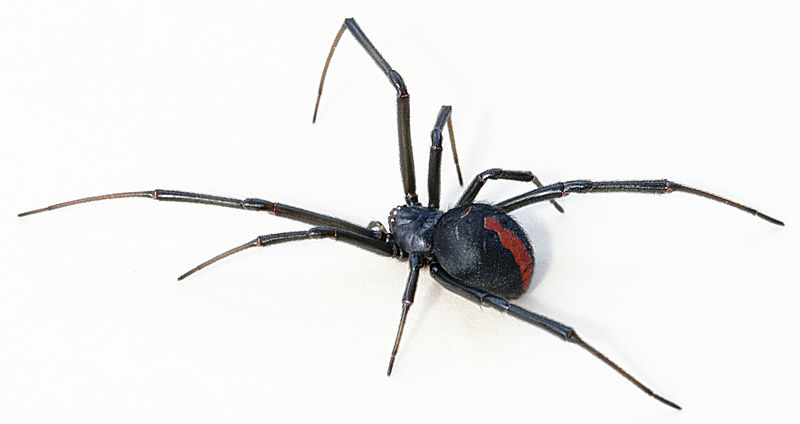 Australian Black Widow