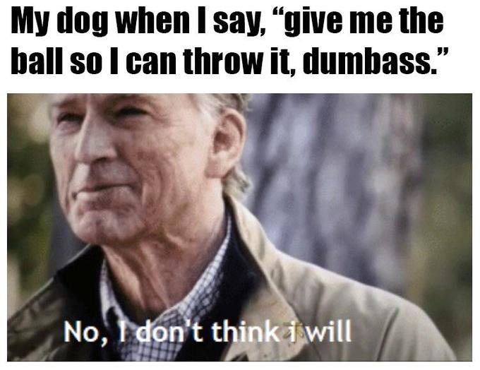 Dog give me the ball